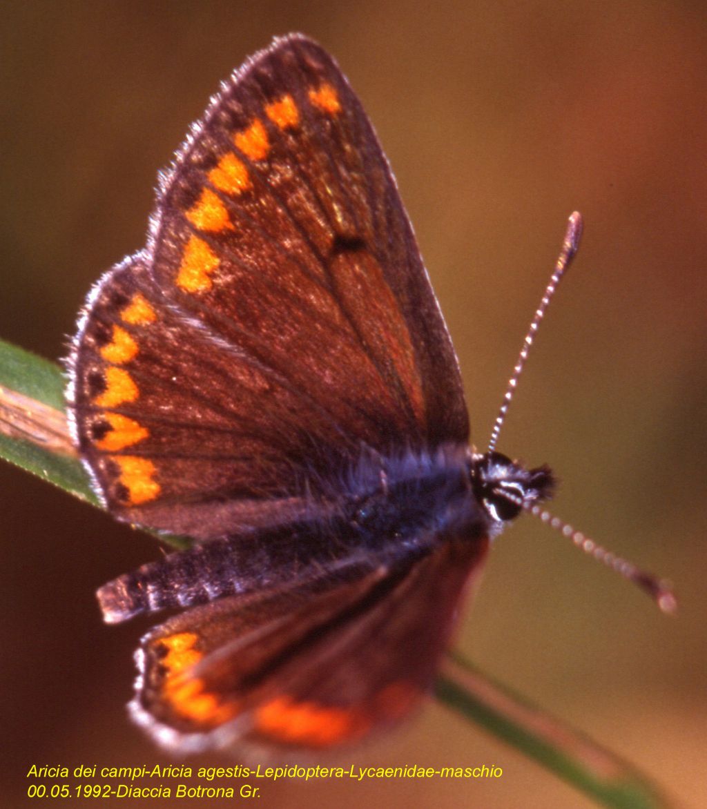 Aricia agestis ? (122)